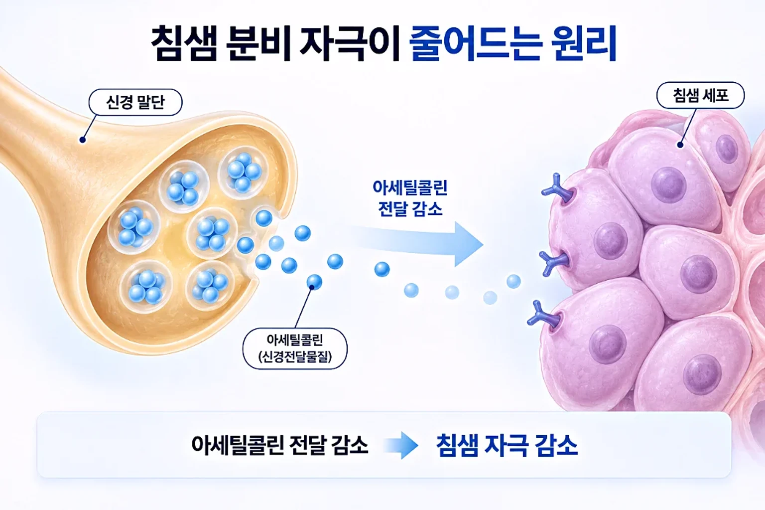 침샘 신경 말단에서 아세틸콜린 전달이 줄어드는 과정을 확대해 그린 작용 원리 개념도
