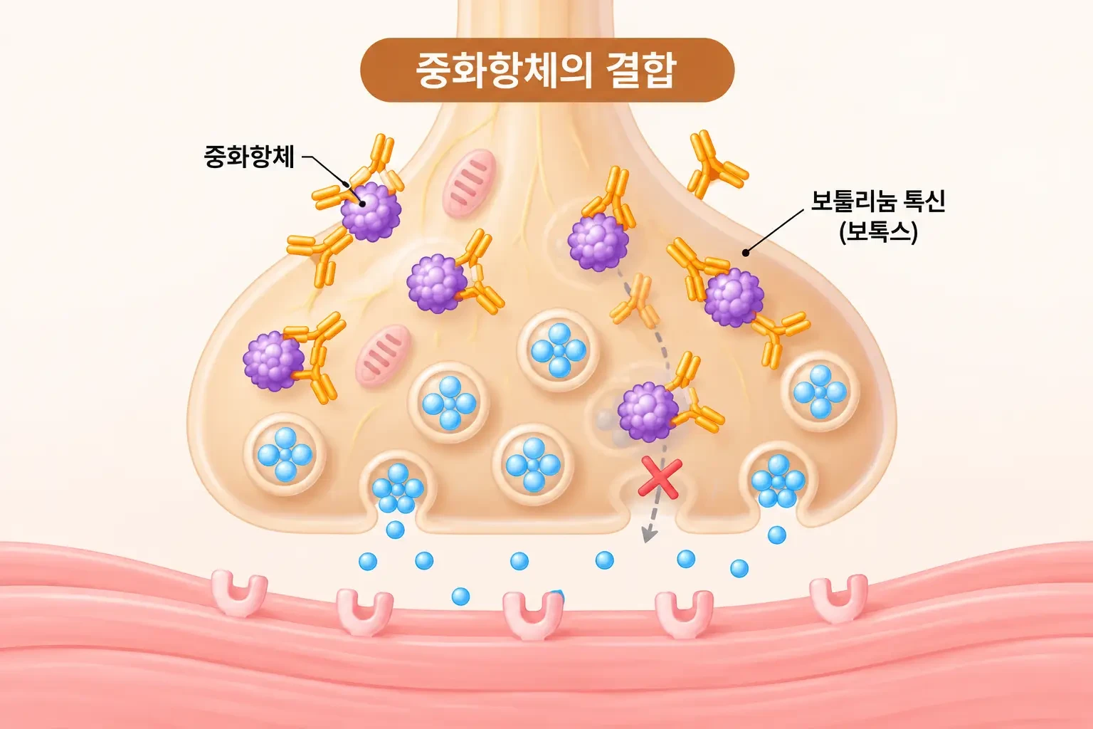 보톡스 내성 발생 원인인 중화항체와 보툴리눔 톡신의 결합을 나타낸 모식도