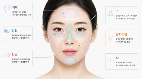 이마 눈밑 코 팔자 입술 턱의 부위별 필러 시술 위치와 유지기간 차이