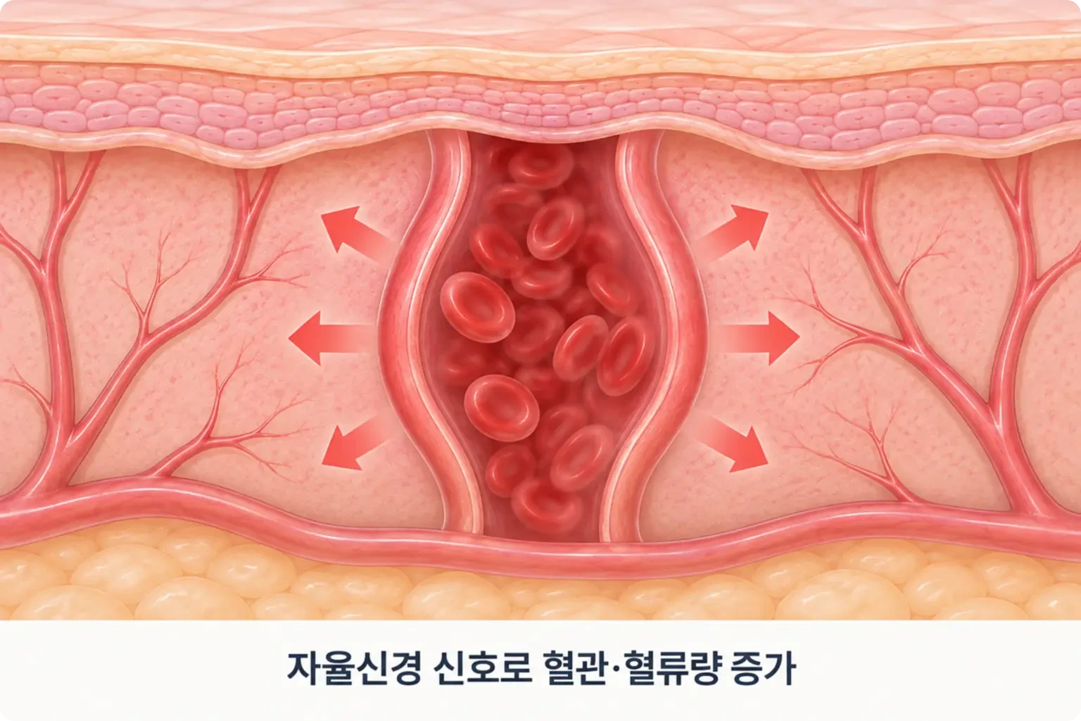 자율신경 신호를 받은 진피 모세혈관이 넓어지고 혈류가 늘어 붉은기가 비치는 피부 단면도