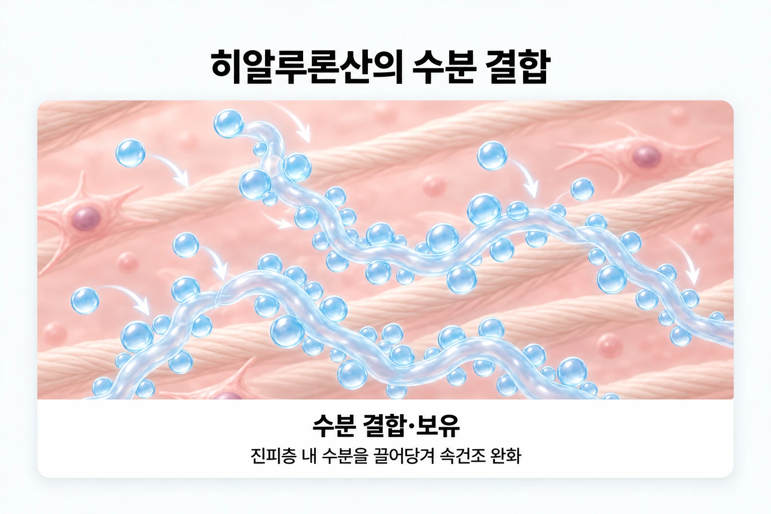 히알루론산 분자가 주변 수분을 끌어당겨 진피 속에 붙잡아 두는 모습을 확대한 작용 원리 일러스트