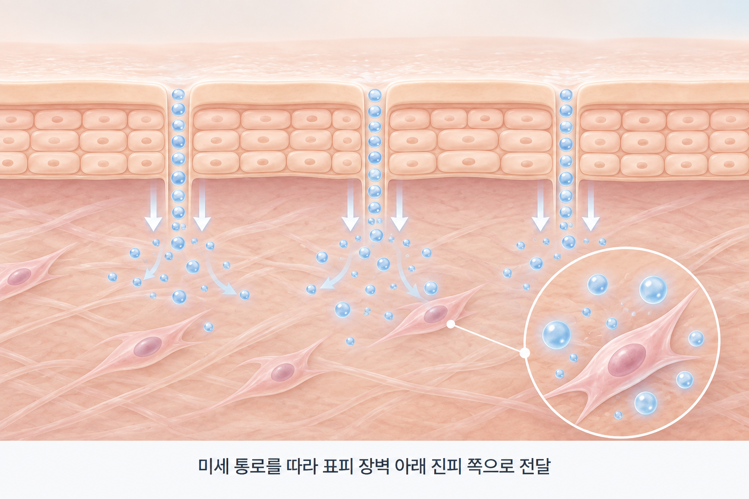 엑소좀 입자가 미세 통로를 따라 표피 장벽 아래 진피 쪽으로 전달되는 과정