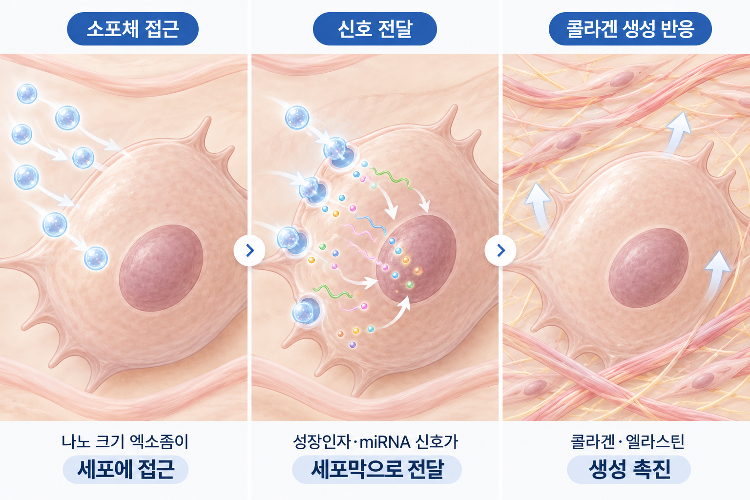 엑소좀 소포체의 세포 접근과 신호 전달 및 콜라겐 생성 관련 반응
