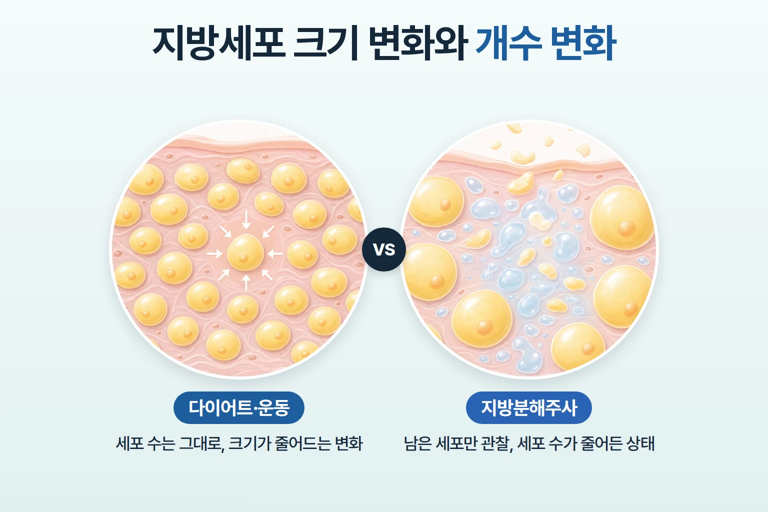 지방세포 크기가 줄어드는 변화와 세포 수가 줄어드는 변화를 같은 배율로 비교한 개념도