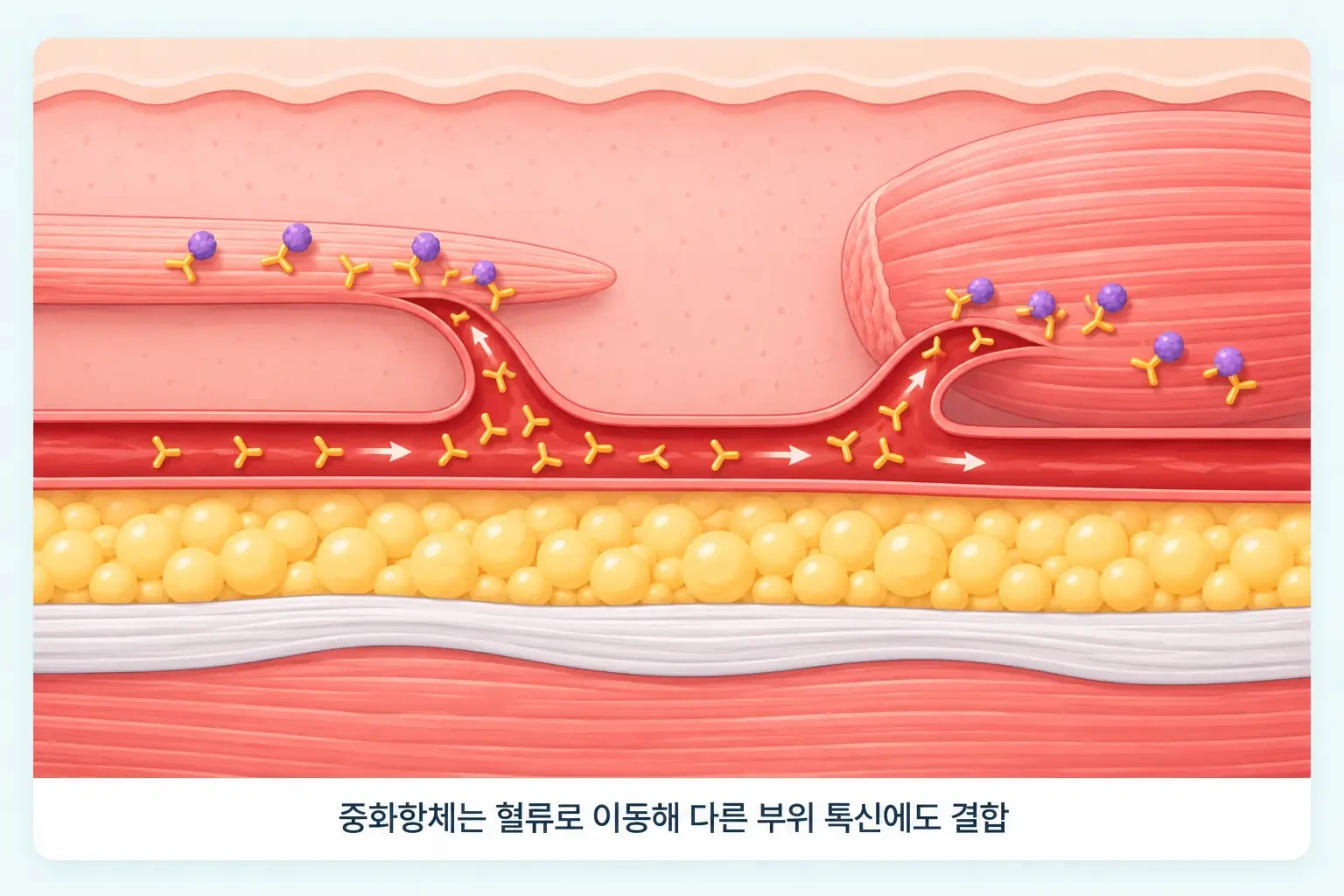 혈관을 따라 이동한 중화항체가 두꺼운 턱 근육과 얇은 이마 근육의 톡신에 함께 결합하는 모식도
