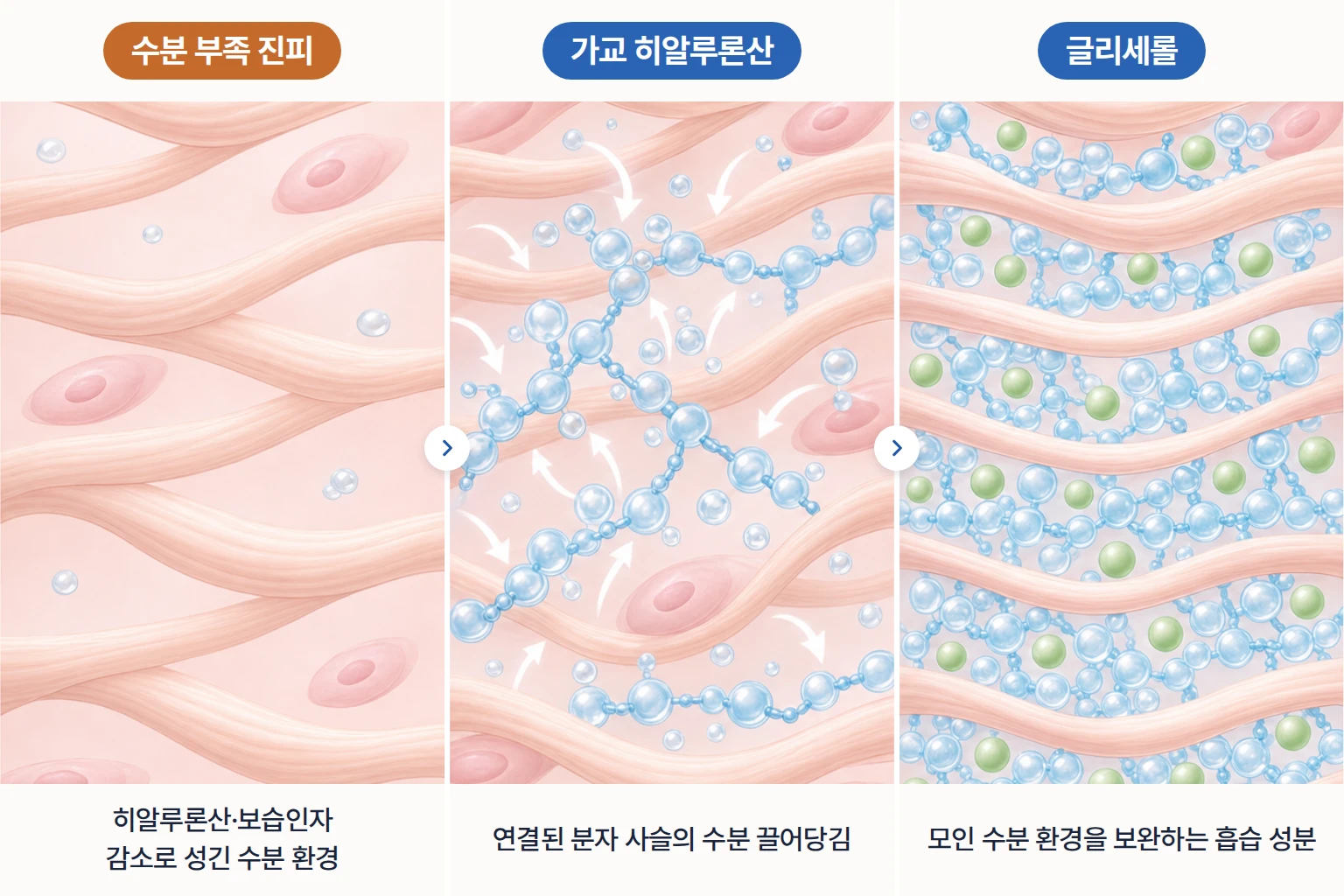 가교 히알루론산과 글리세롤이 진피에서 수분을 끌어당기고 붙잡는 과정을 단계별로 나타낸 개념도
