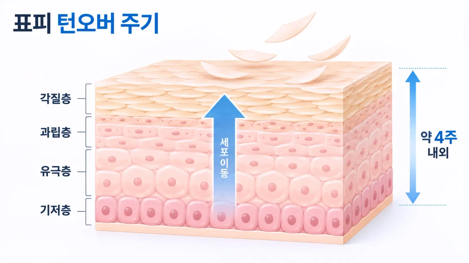기저층에서 생긴 세포가 납작해지며 올라가 각질층에서 떨어지는 과정을 그린 표피 단면 일러스트