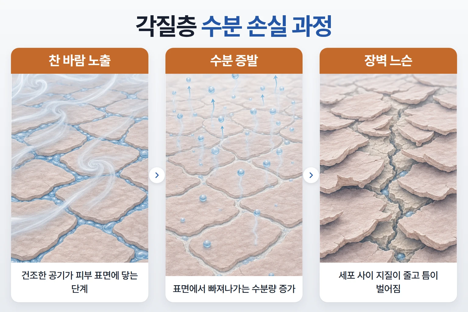 건조한 환경에서 수분 증발과 장벽 약화로 이어지는 각질층 수분 손실 과정
