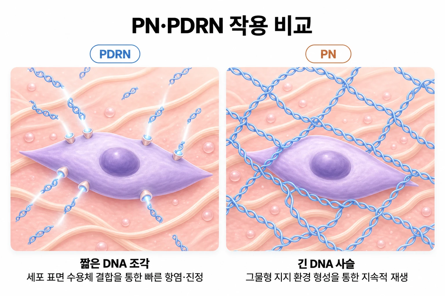 짧은 조각의 PDRN과 긴 사슬의 PN이 섬유아세포 주변에서 작용하는 방식을 비교한 개념도