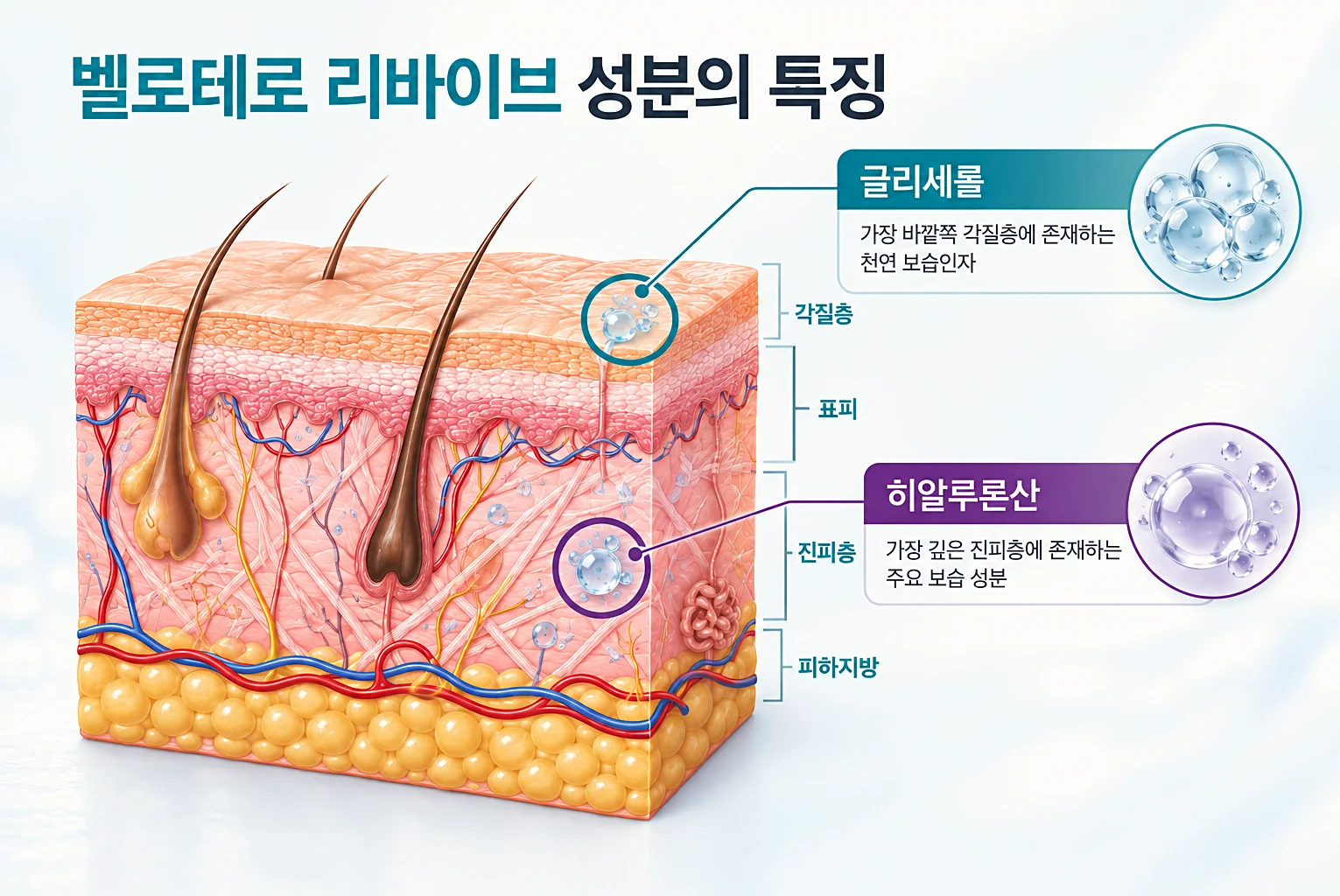 리바이브 스킨부스터 성분인 가교 히알루론산과 글리세롤 작용층과 수분을 붙잡는 특징을 설명한 일러스트