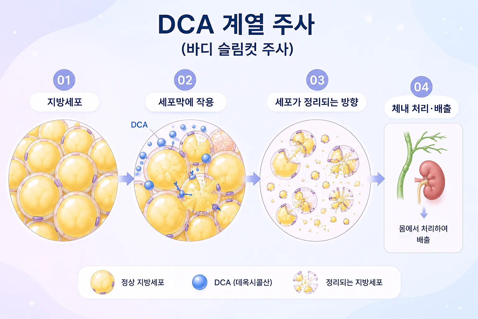 DCA 계열 주사 바디 슬림컷 주사 - 세포막 작용부터 체외 배출까지