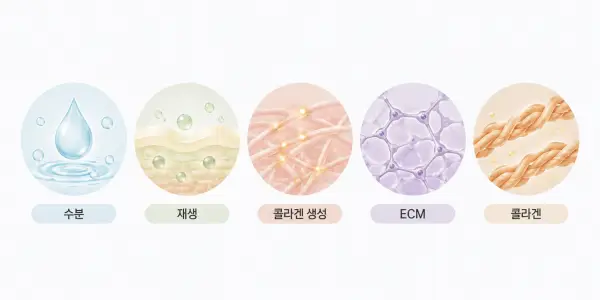 스킨부스터 종류를 수분 재생 콜라겐 생성 ECM 콜라겐 작용 방향으로 구분한 비교