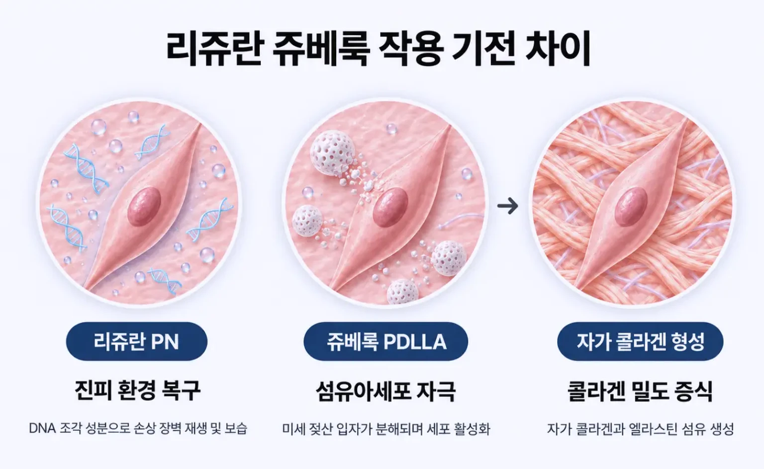 리쥬란 PN과 쥬베룩 PDLLA 입자가 섬유아세포에 작용해 콜라겐이 생기는 과정을 비교한 개념도