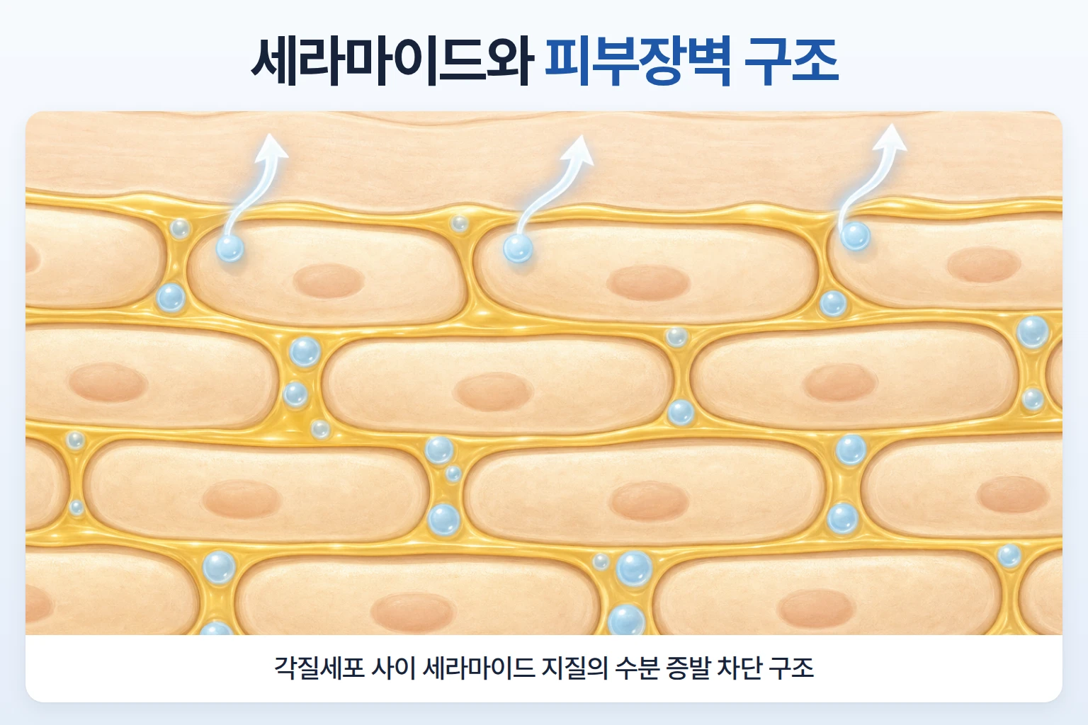 각질세포 사이 세라마이드 지질과 피부 수분 손실 구조