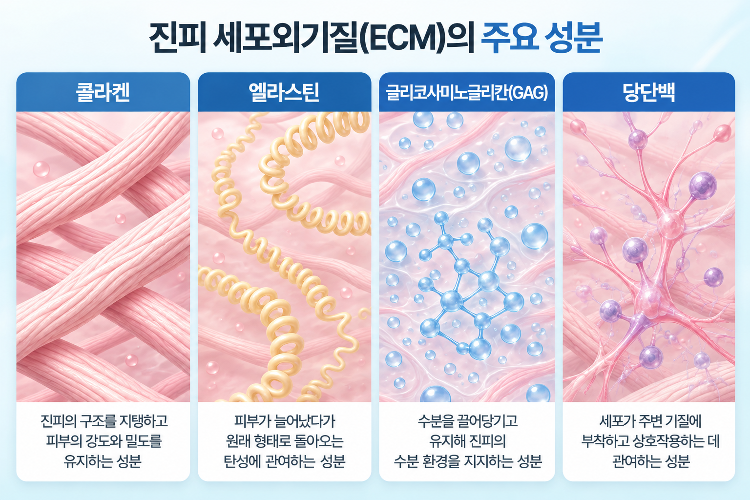 진피 세포외기질을 구성하는 콜라겐 섬유, 탄성을 담당하는 엘라스틴, 수분 유지에 관여하는 글리코사미노글리칸, 세포 부착에 관여하는 당단백 구조
