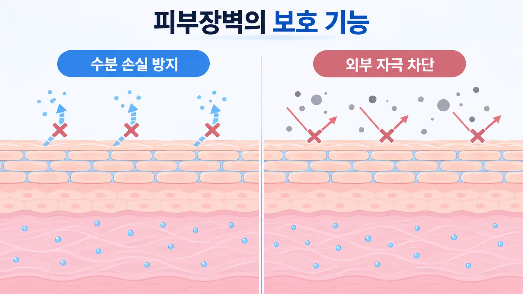 피부장벽의 구조와 기능을 설명하는 피부 각질층 단면도. 각질세포와 세포간지질이 피부 수분 손실을 줄이고 외부 자극 물질의 침투를 막는 원리를 시각화한 메디컬 일러스트