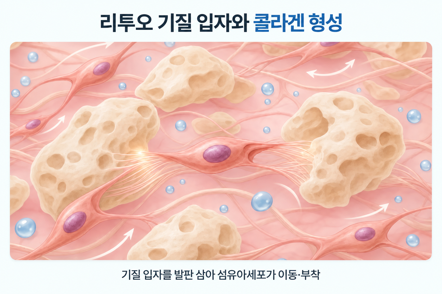 리투오의 다공성 진피 기질 입자 주변으로 섬유아세포가 이동하고 부착하며, 콜라겐 섬유 형성에 관여하는 피부 조직 구조
