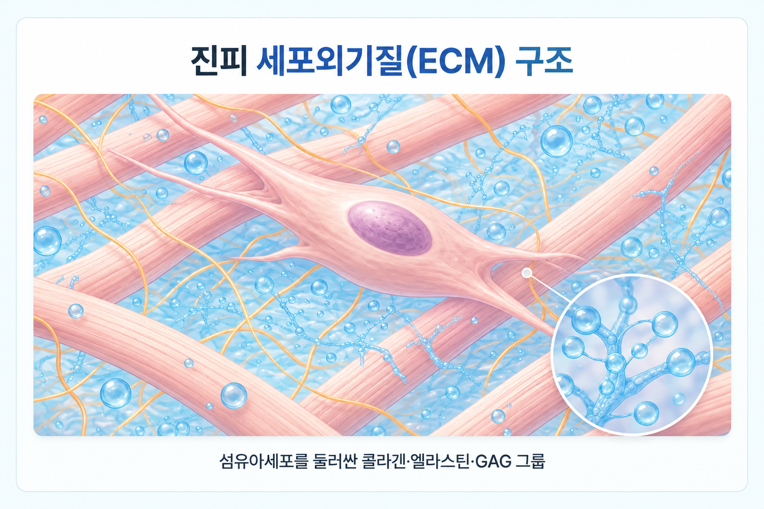 엘라비에 리투오의 주성분인 무세포동종진피에 포함된 ECM 구조와 섬유아세포 주변의 콜라겐·엘라스틴·GAG 구성