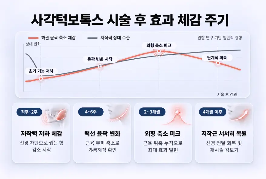 사각턱보톡스 시술 직후 저작력 저하부터 2~3개월 차 외형 축소 피크 및 단계적 회복 주기를 나타낸 타임라인 그래프