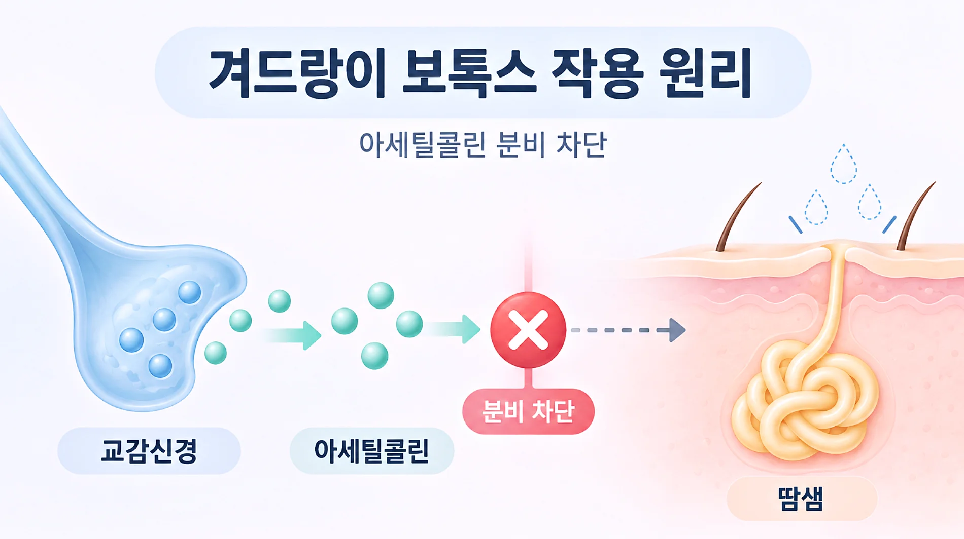 겨드랑이 보톡스 작용 원리 - 아세틸콜린 분비 차단 구조