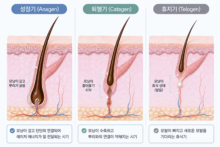 모발 성장 주기(성장기 퇴행기 휴지기)