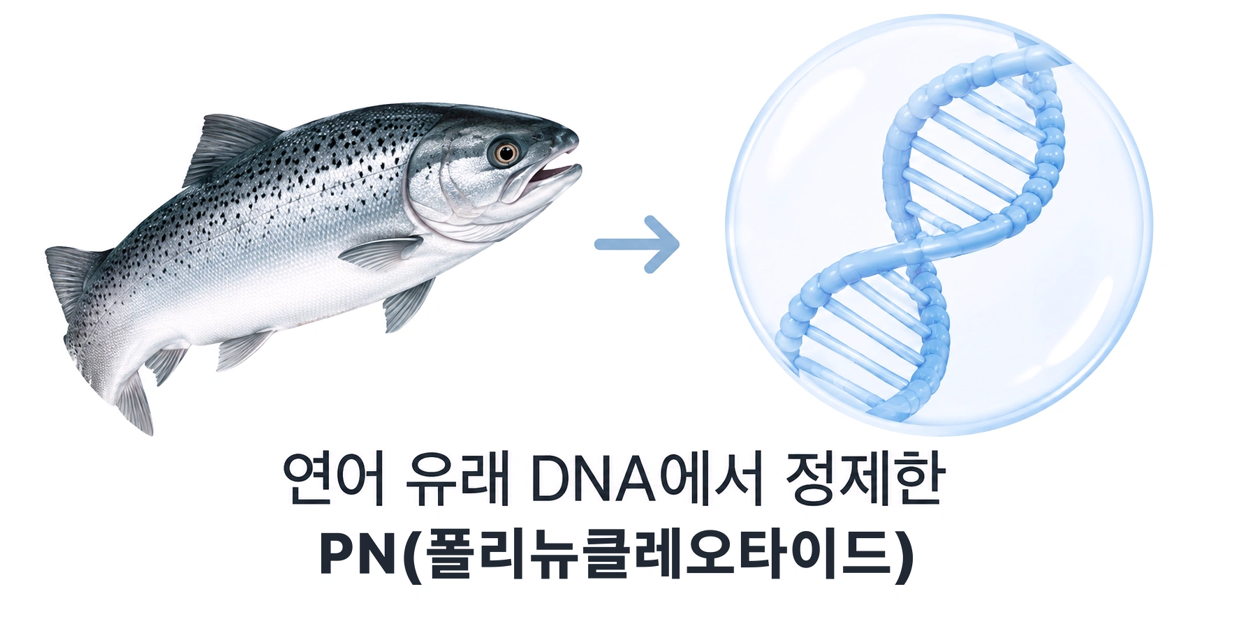 연어 유래 DNA에서 정제한 PN(폴리뉴클레오타이드)을 설명하는 이미지